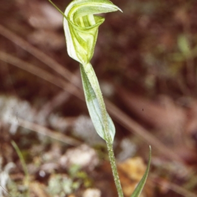 Diplodium obtusum (Blunt-tongue Greenhood) at Buckenbowra State Forest - 9 Jun 1998 by BettyDonWood