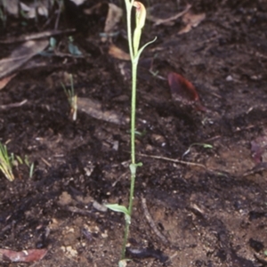 Speculantha parviflora at Bomaderry Creek Regional Park - 6 Jun 1998