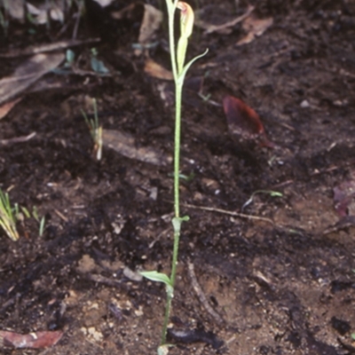 Pterostylis parviflora (Tiny Greenhood) at Bomaderry Creek Regional Park - 5 Jun 1998 by BettyDonWood