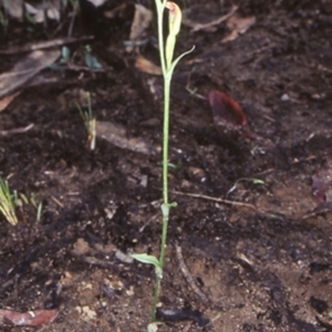 Pterostylis parviflora at Bomaderry Creek Regional Park - 6 Jun 1998