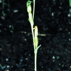 Speculantha parviflora (Tiny Greenhood) at Bomaderry Creek Regional Park - 2 Jul 1998 by BettyDonWood