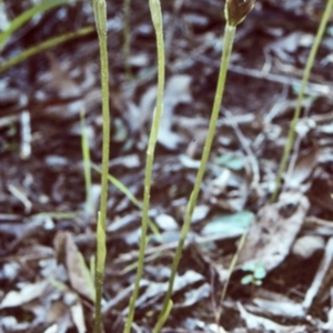 Pterostylis oblonga at Murramarang National Park - suppressed