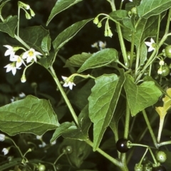 Solanum nodiflorum (Glossy Nightshade) at Milton, NSW - 12 Aug 1998 by BettyDonWood