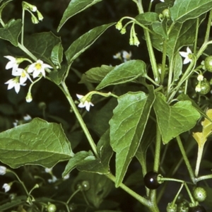 Solanum nodiflorum at Milton, NSW - 12 Aug 1998 12:00 AM