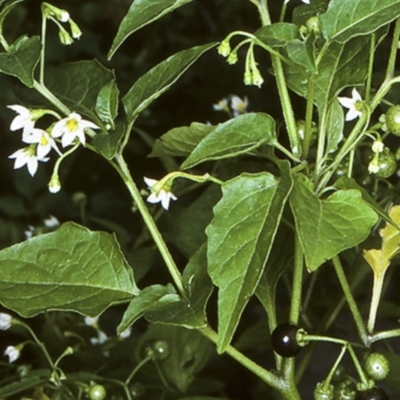 Solanum nodiflorum (Glossy Nightshade) at Milton, NSW - 11 Aug 1998 by BettyDonWood