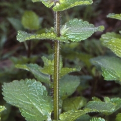 Stachys arvensis (Stagger Weed) at North Batemans Bay, NSW - 9 Jun 1998 by BettyDonWood