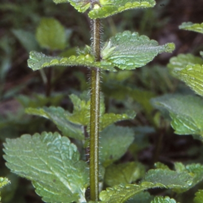 Stachys arvensis (Stagger Weed) at North Batemans Bay, NSW - 9 Jun 1998 by BettyDonWood