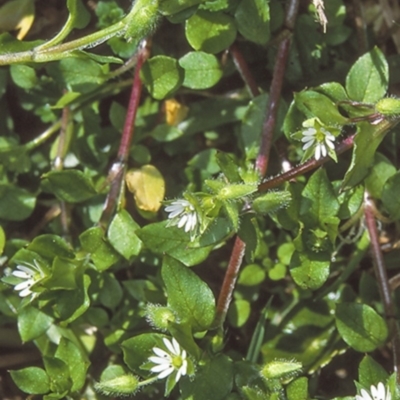 Stellaria media (Common Chickweed) at Batemans Bay, NSW - 11 Aug 1998 by BettyDonWood