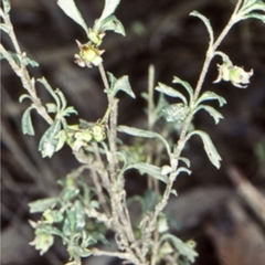 Xanthosia tridentata (Hill Xanthosia) at Murramarang National Park - 8 Jun 1998 by BettyDonWood