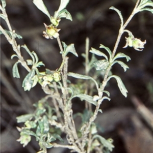 Xanthosia tridentata at Murramarang National Park - 8 Jun 1998