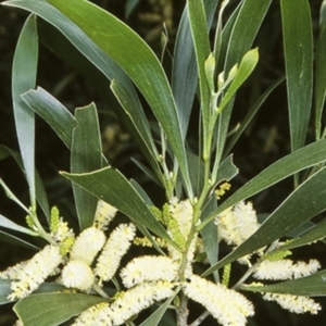 Acacia maidenii at Buckenbowra State Forest - 8 Feb 1998