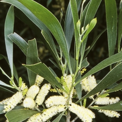 Acacia maidenii (Maiden's Wattle) at Buckenbowra State Forest - 8 Feb 1998 by BettyDonWood