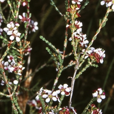 Baeckea brevifolia (Short-leaved Baeckea) at Undefined - 21 Feb 1998 by BettyDonWood