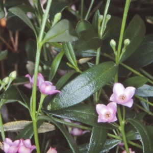 Boronia polygalifolia at Mogo State Forest - 28 Jan 1998