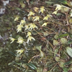 Bulbophyllum exiguum (Tiny Strand Orchid) at Bomaderry Creek Regional Park - 13 Mar 1998 by BettyDonWood