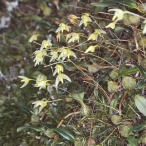 Bulbophyllum exiguum at Bomaderry Creek Regional Park - suppressed