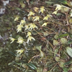 Bulbophyllum exiguum (Tiny Strand orchid) at Bomaderry Creek Regional Park - 12 Mar 1998 by BettyDonWood