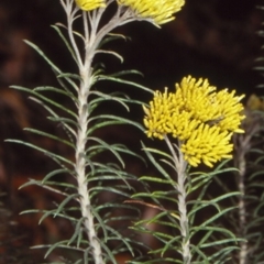 Cassinia cunninghamii (Cunninghams Everlasting) at Barringella, NSW - 22 Jan 1998 by BettyDonWood