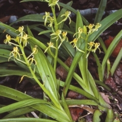 Cestichis reflexa (Tom Cats) at Bomaderry Creek Regional Park - 14 May 1998 by BettyDonWood