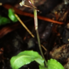 Chiloglottis diphylla (Common Wasp Orchid) at Murramarang National Park - 13 May 1998 by BettyDonWood