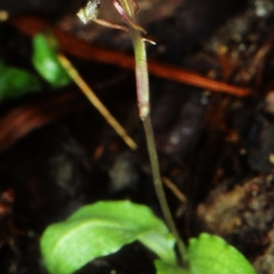 Chiloglottis diphylla at Murramarang National Park - suppressed