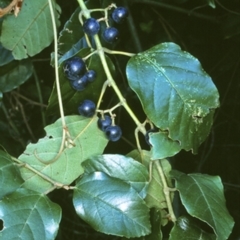 Cissus antarctica (Water Vine, Kangaroo Vine) at Bangalee Walking Track - 14 Apr 1998 by BettyDonWood