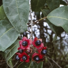 Clerodendrum tomentosum (Hairy Clerodendrum) at Undefined - 23 Jan 1998 by BettyDonWood