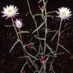 Coronidium waddelliae (Branched Everlasting) at Morton National Park - 5 Feb 1998 by BettyDonWood