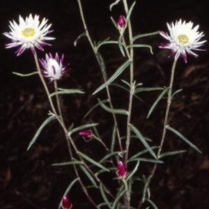 Coronidium waddelliae at Morton National Park - 5 Feb 1998