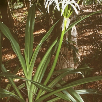 Crinum pedunculatum (Swamp Lily, River Lily, Mangrove Lily) at Bens Walking Track - 20 Jan 1998 by BettyDonWood