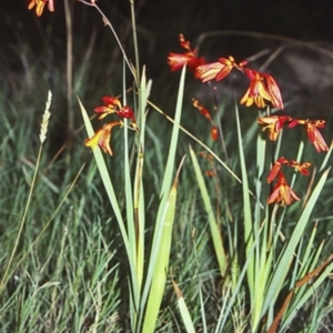 Crocosmia x crocosmiiflora at undefined - 22 Jan 1998 12:00 AM