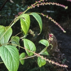 Deeringia amaranthoides at Mogo State Forest - 3 May 1998 by BettyDonWood