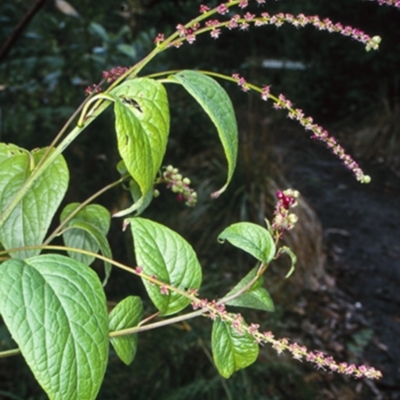 Deeringia amaranthoides at Mogo State Forest - 2 May 1998 by BettyDonWood