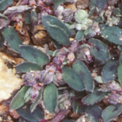 Euphorbia maculata (Eyebane) at Mogo State Forest - 28 Jan 1998 by BettyDonWood