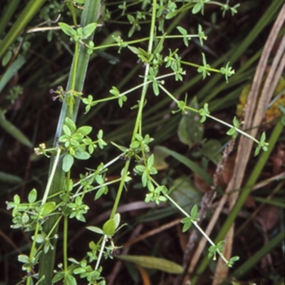 Galium leiocarpum (Maori Bedstraw) at Mogo State Forest - 28 Jan 1998 by BettyDonWood