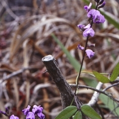 Glycine tabacina (Variable Glycine) at South Pacific Heathland Reserve - 23 Jan 1998 by BettyDonWood