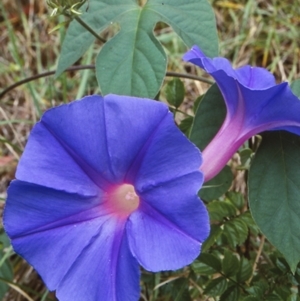 Ipomoea indica at Batemans Bay, NSW - 8 Feb 1998