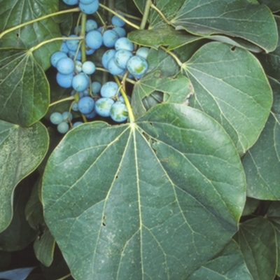 Legnephora moorei (Round-leaf Vine, Big-leaf Vine) at Undefined - 23 Jan 1998 by BettyDonWood