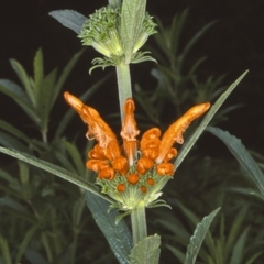 Leonotis leonurus (Lion's Ear) at Bangalee Walking Track - 20 Jan 1998 by BettyDonWood