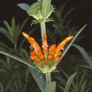 Leonotis leonurus at Bangalee Walking Track - 21 Jan 1998