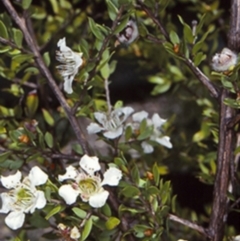 Leptospermum thompsonii (Monga Tea-tree, Clyde Mountain Tea-tree) at Mogo State Forest - 28 Jan 1998 by BettyDonWood