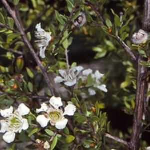 Leptospermum thompsonii at Mogo State Forest - 28 Jan 1998