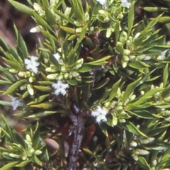 Leucopogon appressus (A beard-heath) at Yerriyong, NSW - 21 Jan 1998 by BettyDonWood