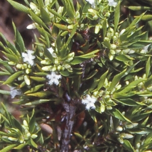 Leucopogon appressus at Yerriyong, NSW - 22 Jan 1998