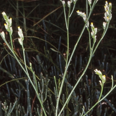 Limonium australe (Native Sea lavender) at Undefined - 8 Feb 1998 by BettyDonWood