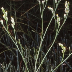 Limonium australe (Native Sea lavender) at Undefined - 7 Feb 1998 by BettyDonWood