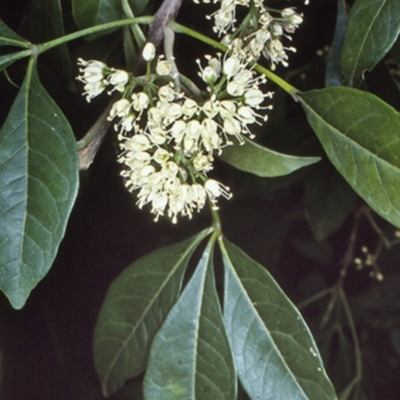 Melicope micrococca (Hairy-leaved Doughwood, White Euodia) at Undefined - 21 Jan 1998 by BettyDonWood