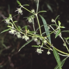 Opercularia aspera (Coarse Stinkweed) at Undefined - 28 Jan 1998 by BettyDonWood