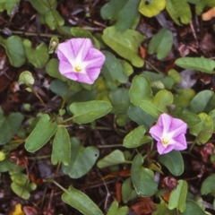 Polymeria calycina (Slender Bindweed) at Mogo State Forest - 7 Feb 1998 by BettyDonWood