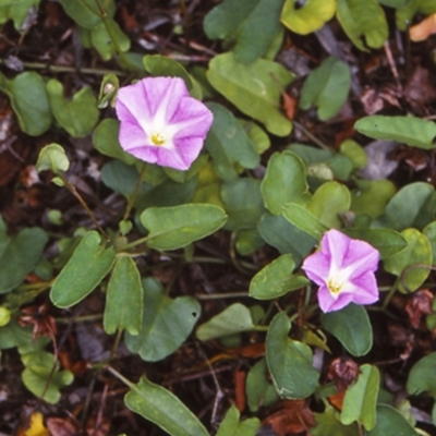 Polymeria calycina (Slender Bindweed) at Mogo State Forest - 8 Feb 1998 by BettyDonWood